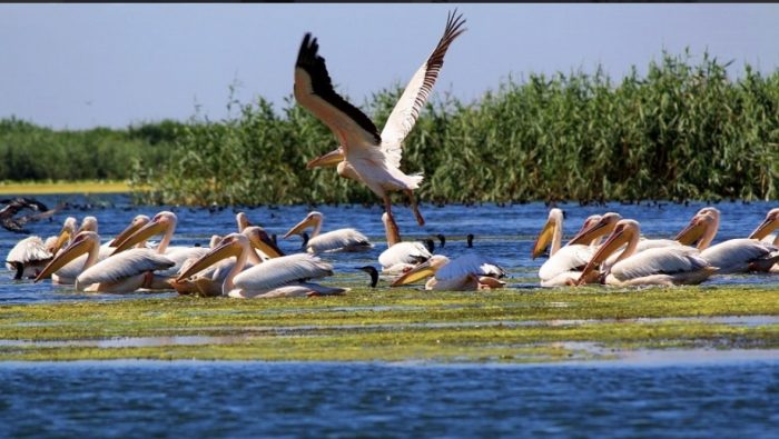 Pelerinaj in Delta Dunarii
