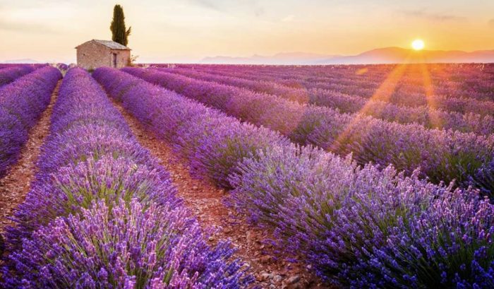 Excursie Gradina Lavanda