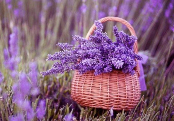 Excursie Gradina Lavanda - imagine 2