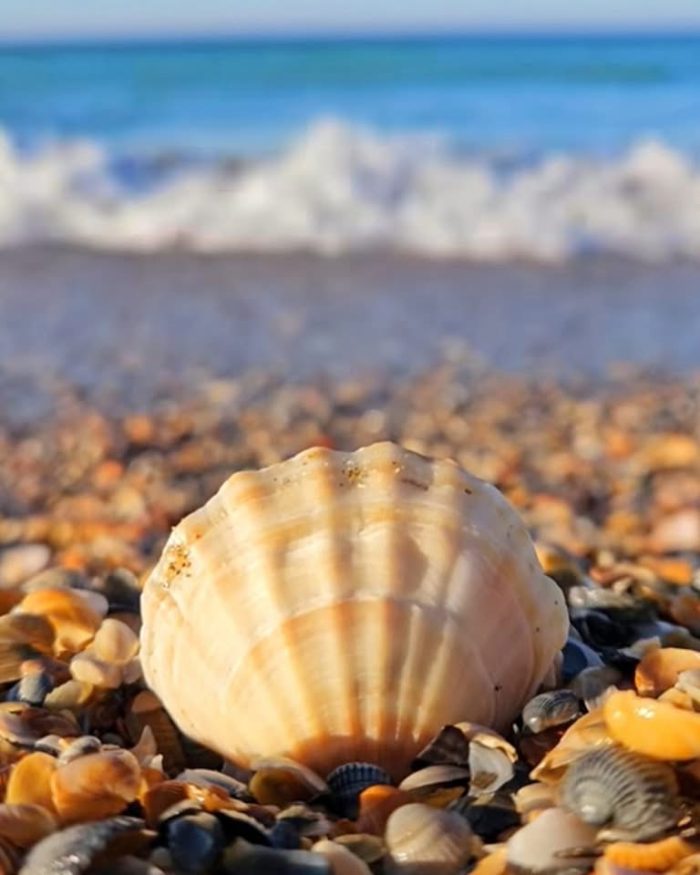 Excursie O zi la Eforie Nord - imagine 7